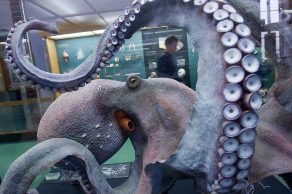 Покупки на кракене даркнет