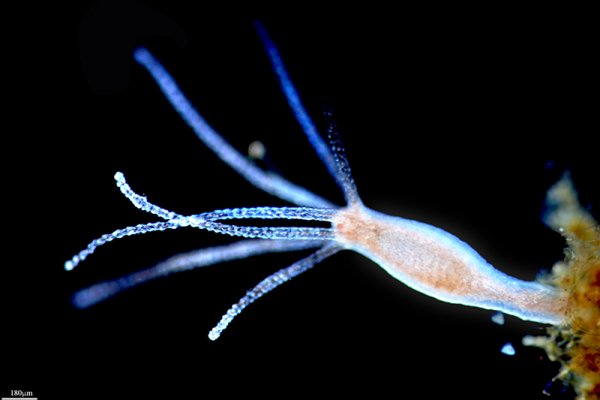 Kraken ссылка актуальная