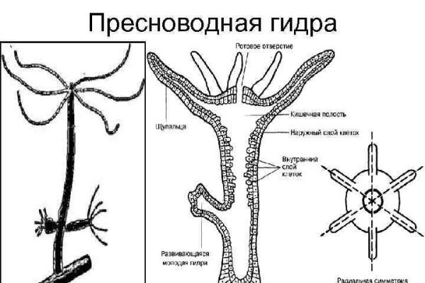 Кракен маркетплейс ассортимент