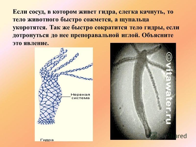 Мега кракен блэк спрут