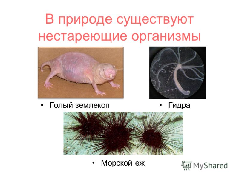 Кракен запрещенные вещества